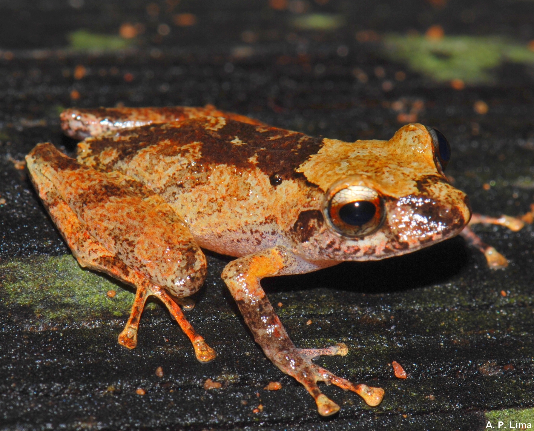 Pristimantis ockendeni ppbio.inpa.gov.br/inicio
